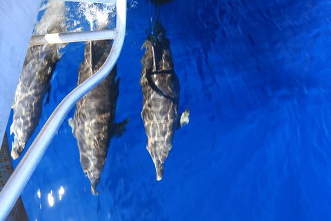 Swim With Whale Sharks- The Largest Fish In The World! - New South Wales Tourism  39