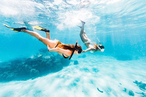 Swim With Whale Sharks- The Largest Fish In The World! - New South Wales Tourism  21