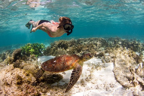 Swim With Whale Sharks- The Largest Fish In The World! - New South Wales Tourism  25