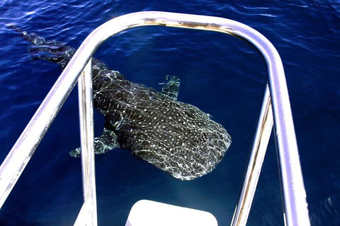 Swim With Whale Sharks- The Largest Fish In The World! - New South Wales Tourism  16