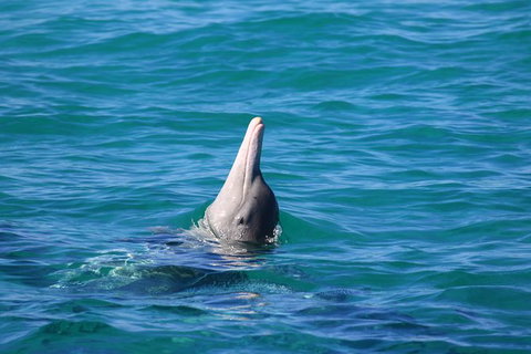 Swim With Whale Sharks- The Largest Fish In The World! - New South Wales Tourism  24