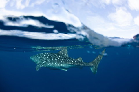 Swim With Whale Sharks- The Largest Fish In The World! - New South Wales Tourism  17