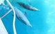 Swim With Whale Sharks- The Largest Fish In The World! - thumb 40