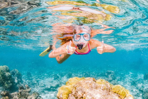 Swim With Whale Sharks- The Largest Fish In The World! - New South Wales Tourism  38