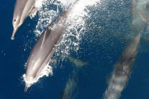 Swim With Whale Sharks- The Largest Fish In The World! - New South Wales Tourism  13