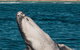 Swim With Whale Sharks- The Largest Fish In The World! - thumb 18
