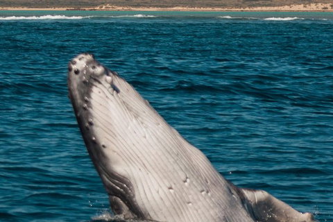 Swim With Whale Sharks- The Largest Fish In The World! - New South Wales Tourism  18