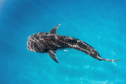 Swim With Whale Sharks- The Largest Fish In The World! - New South Wales Tourism  30