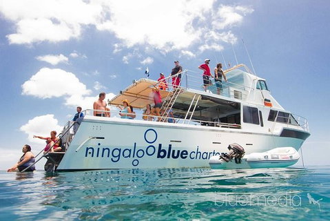 Swim With Whale Sharks- The Largest Fish In The World! - New South Wales Tourism  42