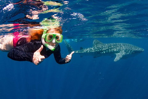 Swim With Whale Sharks- The Largest Fish In The World! - New South Wales Tourism  2