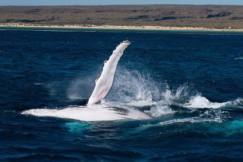 Swim With Whale Sharks- The Largest Fish In The World! - New South Wales Tourism  5