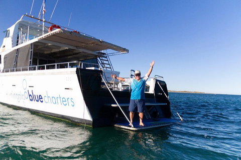Swim With Whale Sharks- The Largest Fish In The World! - New South Wales Tourism  41