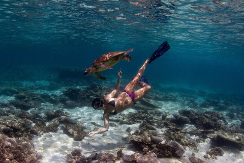 Swim With Whale Sharks- The Largest Fish In The World! - New South Wales Tourism  11