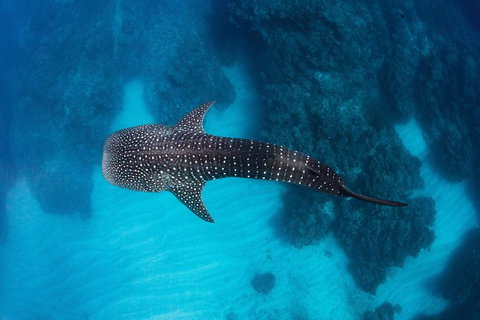 Swim With Whale Sharks- The Largest Fish In The World! - New South Wales Tourism  14