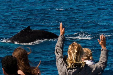 Swim With Whale Sharks- The Largest Fish In The World! - New South Wales Tourism  32