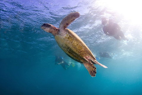 Swim With Whale Sharks- The Largest Fish In The World! - New South Wales Tourism  27