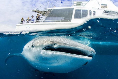 Swim With Whale Sharks- The Largest Fish In The World! - New South Wales Tourism  34