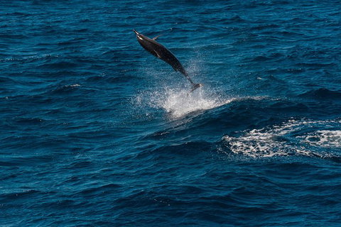 Swim With Whale Sharks- The Largest Fish In The World! - New South Wales Tourism  31