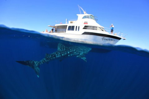 Swim With Whale Sharks- The Largest Fish In The World! - New South Wales Tourism  26