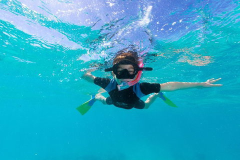 Swim With Whale Sharks- The Largest Fish In The World! - New South Wales Tourism  19