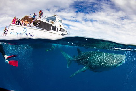 Swim With Whale Sharks- The Largest Fish In The World! - New South Wales Tourism  35