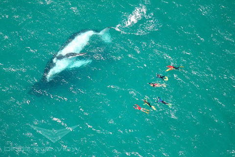 Humpback Whale Swim Tour - New South Wales Tourism  1
