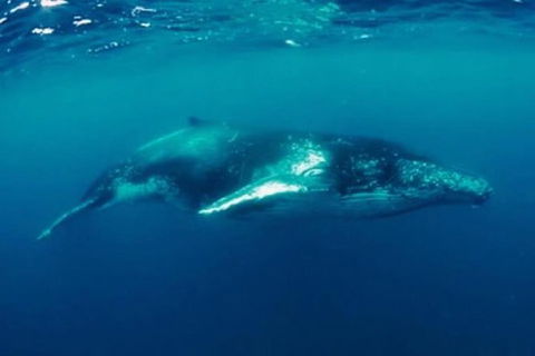 Humpback Whale Swim Tour - New South Wales Tourism  0