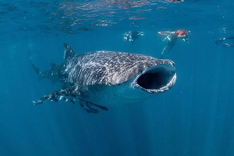 Whale Shark Swim By Catamaran In Shoulder Season - New South Wales Tourism  7