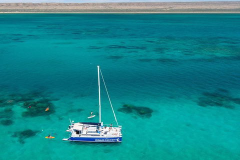 Whale Shark Swim By Catamaran In Shoulder Season - New South Wales Tourism  2
