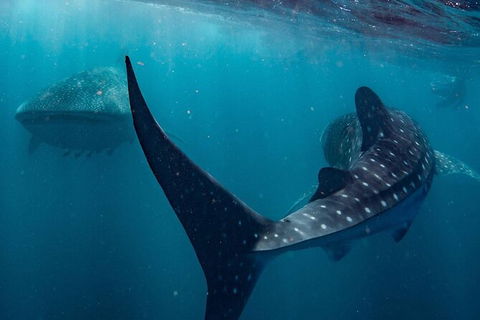 Whale Shark Swim By Catamaran In Shoulder Season - New South Wales Tourism  5