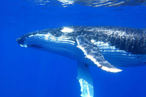 Whale Shark Swim By Catamaran In Shoulder Season - New South Wales Tourism  3