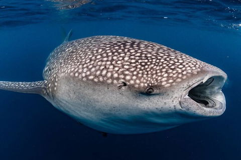 Whale Shark Swim By Catamaran In Shoulder Season - New South Wales Tourism  4