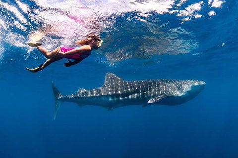Whale Shark Swim By Catamaran In Shoulder Season - New South Wales Tourism  6