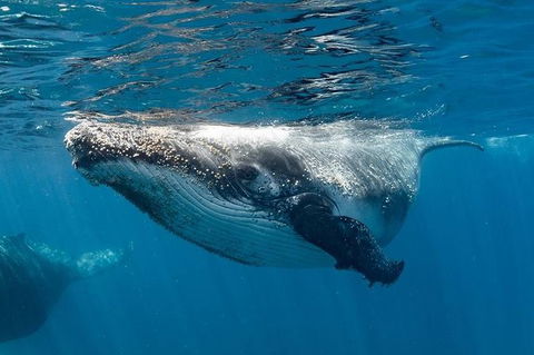 Swim With Humpback Whales - Ningaloo Reef - 3 Islands Whale Shark Dive - New South Wales Tourism  0