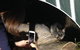 Nocturnal Wildlife Tour From Busselton Or Dunsborough - thumb 1