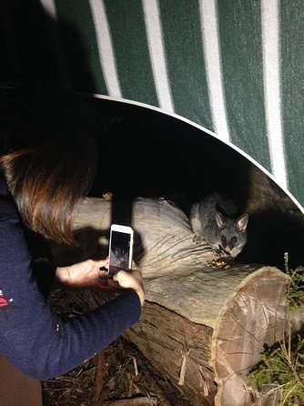 Nocturnal Wildlife Tour From Busselton Or Dunsborough - New South Wales Tourism  1