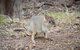 Nocturnal Wildlife Tour From Busselton Or Dunsborough - thumb 0