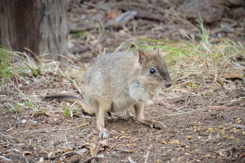 Nocturnal Wildlife Tour From Busselton Or Dunsborough - New South Wales Tourism  0