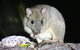 Nocturnal Wildlife Tour From Busselton Or Dunsborough - thumb 2