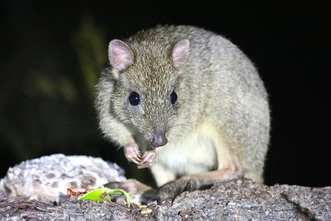 Nocturnal Wildlife Tour From Busselton Or Dunsborough - New South Wales Tourism  2