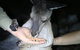 Nocturnal Wildlife Tour From Busselton Or Dunsborough - thumb 3