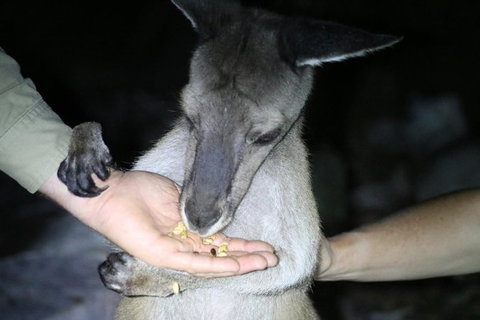 Nocturnal Wildlife Tour From Busselton Or Dunsborough - New South Wales Tourism  3