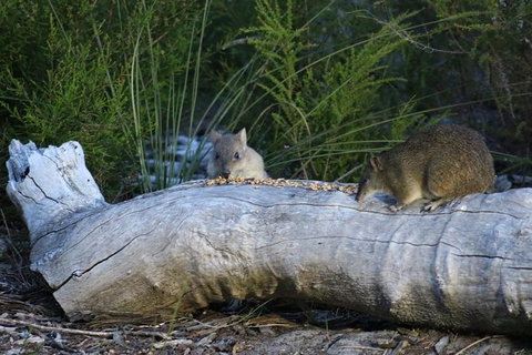 Nocturnal Wildlife Tour From Busselton Or Dunsborough - New South Wales Tourism  8