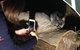 Nocturnal Wildlife Tour From Busselton Or Dunsborough - thumb 4