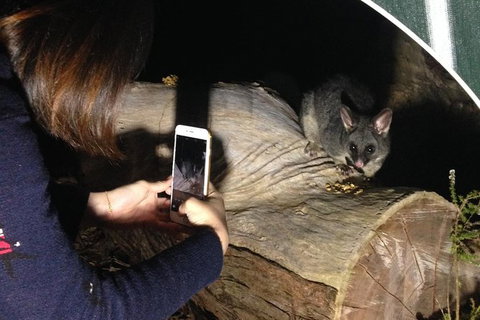 Nocturnal Wildlife Tour From Busselton Or Dunsborough - New South Wales Tourism  4
