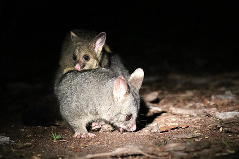Nocturnal Wildlife Tour From Busselton Or Dunsborough - New South Wales Tourism  7