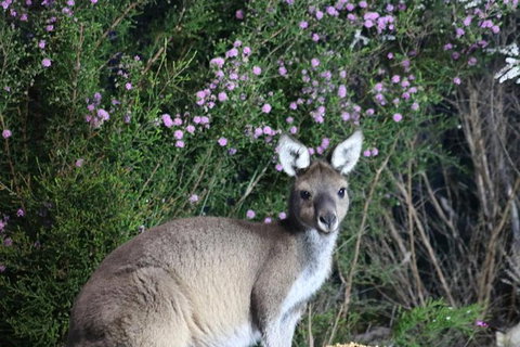 Nocturnal Wildlife Tour From Busselton Or Dunsborough - New South Wales Tourism  6
