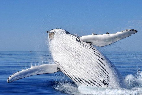 Whale Watching Busselton Departing From Busselton Jetty - New South Wales Tourism  0