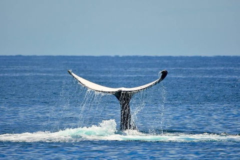 Whale Watching Busselton Departing From Busselton Jetty - New South Wales Tourism  1
