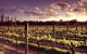 Upper Reach Winery: Swan Valley Winery And Vineyard Tour - thumb 5
